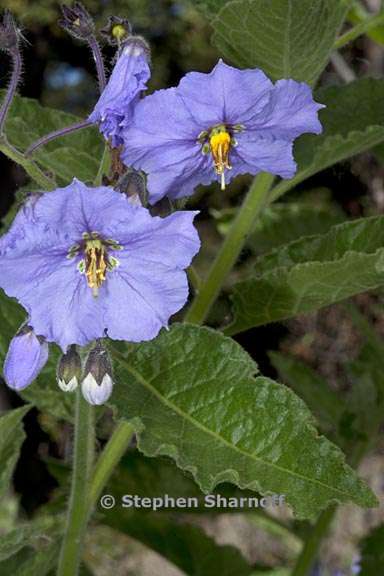 solanum wallacei 2 graphic